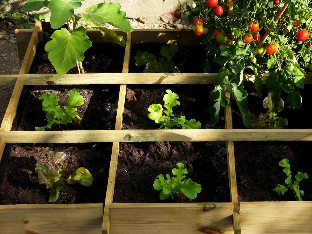 Demarrer Un Potager Dans Un Petit Jardin Salon Viving